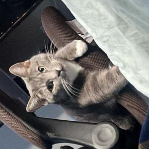 Lost Cat Max