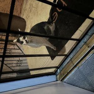 Found Cat Unknown