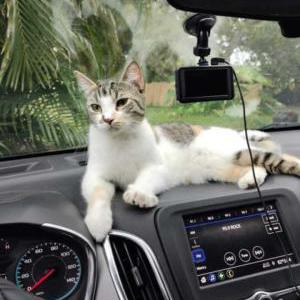 Lost Cat Ziva