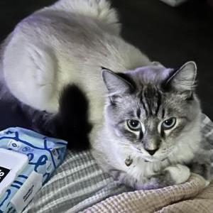 Image of Ash, Lost Cat