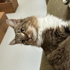 Lost Cat Luna
