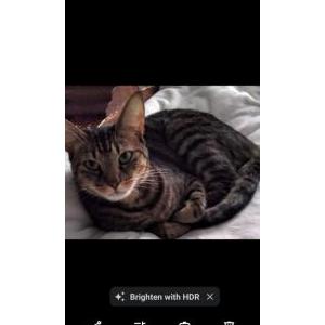 Lost Cat Celery