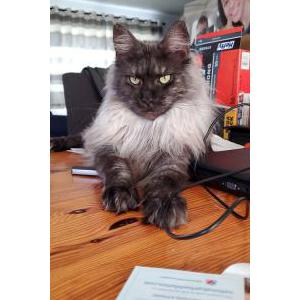 Lost Cat Loba