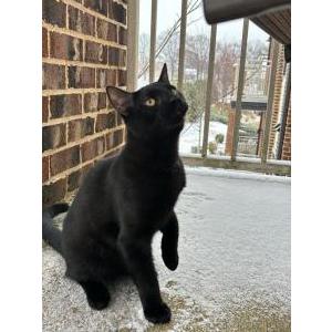 Lost Cat Boo