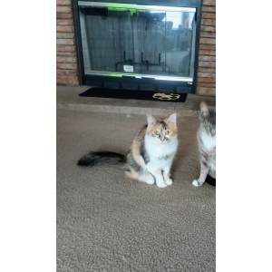 Lost Cat Mercy