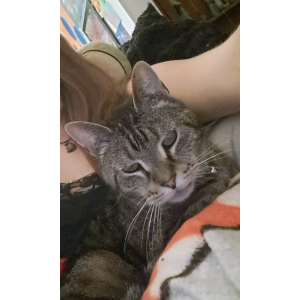 Lost Cat Tiger