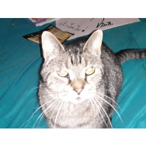 2nd Image of Tiger, Lost Cat