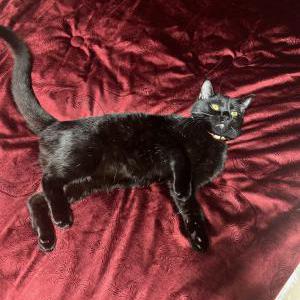 Lost Cat Negrito