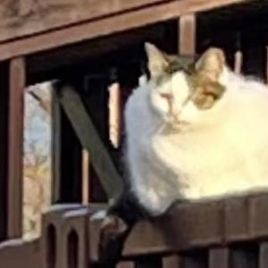 Lost Cat Layla