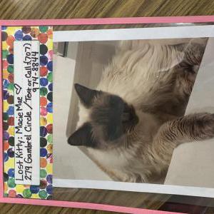 Image of Macie Mae, Lost Cat