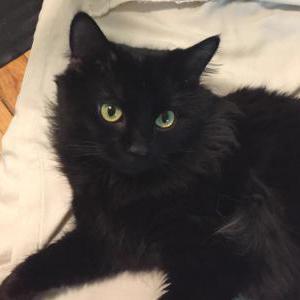 Found Cat Unknown