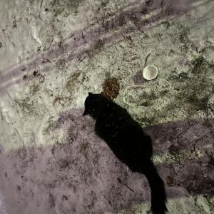 2nd Image of Unknown, Found Cat