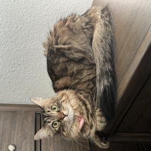Lost Cat Moz