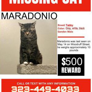Lost Cat Maradonio