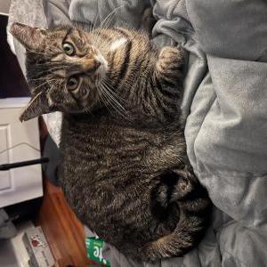 Lost Cat Wentz