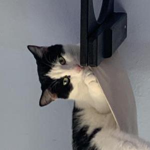 Image of Leo, Lost Cat