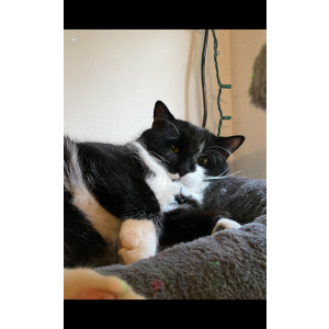 Image of Blackie, Lost Cat