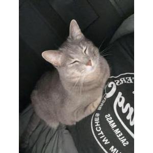Lost Cat Mama Cat