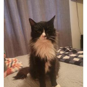 Found Cat Unknown