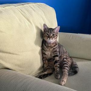 Lost Cat Juliet aka Juju