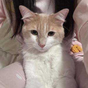Lost Cat Union