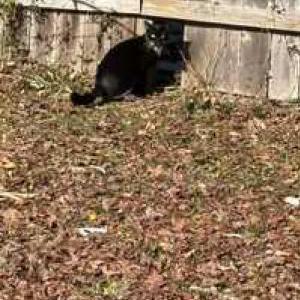 Found Cat Unknown