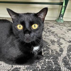 Lost Cat Newport
