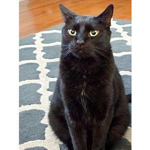 Lost Cat Apollo