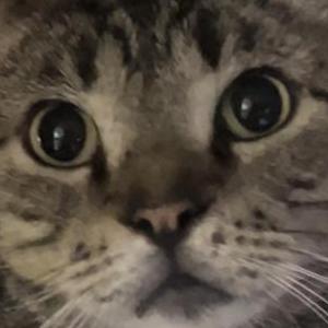 Lost Cat MONSTER