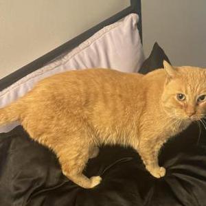 Lost Cat Cheese