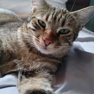 Lost Cat Jabari (Babhuti)