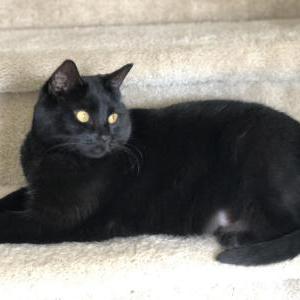 Lost Cat Ebony