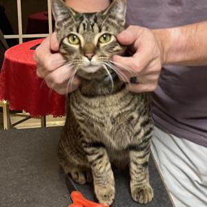 Lost Cat Marlin