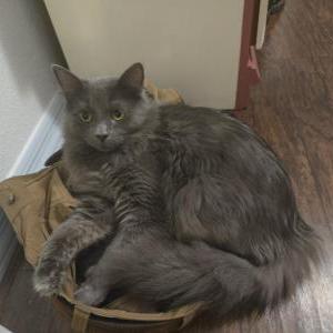Lost Cat Casanova