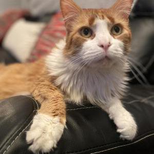 Lost Cat Brigitte