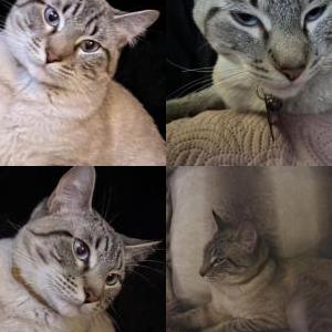 Lost Cat Buddy