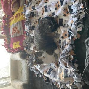 Lost Cat Theo