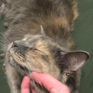 Lost Cat Callie/Faith