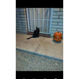Lost Cat Zombie
