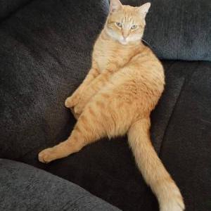 Lost Cat Lucky