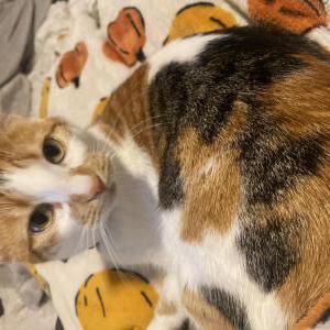 Lost Cat Mio Visnich