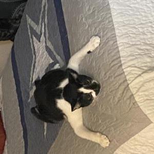 Lost Cat Karma