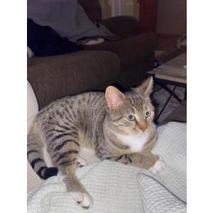 Found Cat Unknown