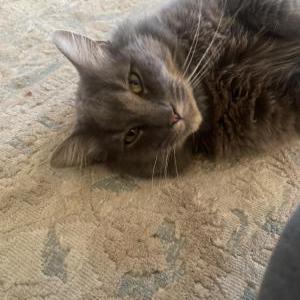 Lost Cat Lucky