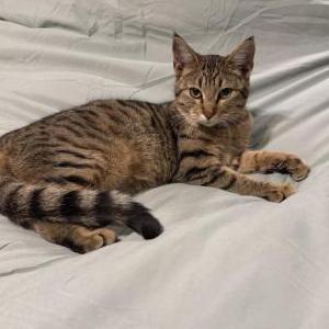 Found Cat Unknown