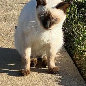 Image of Bruce, Lost Cat