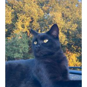 Lost Cat Ember