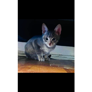 Found Cat Unknown