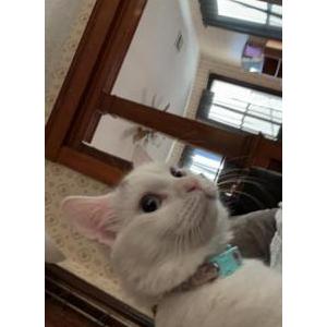 Lost Cat shroomie