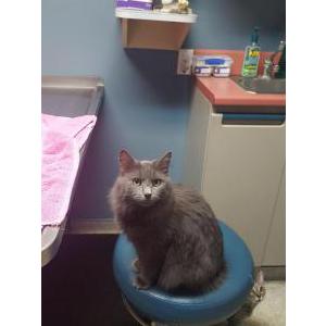Lost Cat Autumn